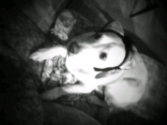 Don't let this sweet pose fool you. He shook off the offending ears a second or two later. Don't let this sweet pose fool you. He shook off the offending ears a second or two later.