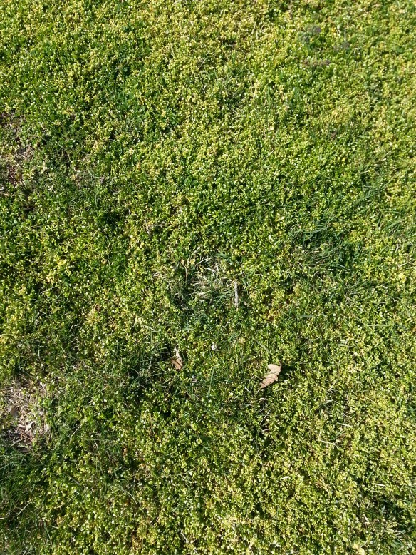 Those who contemplate