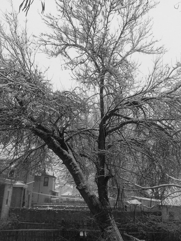 Backyard Tree in Snow