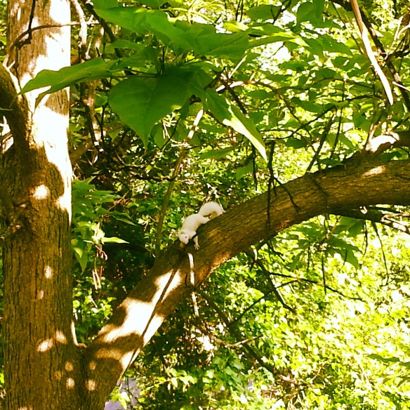 White Squirrel
