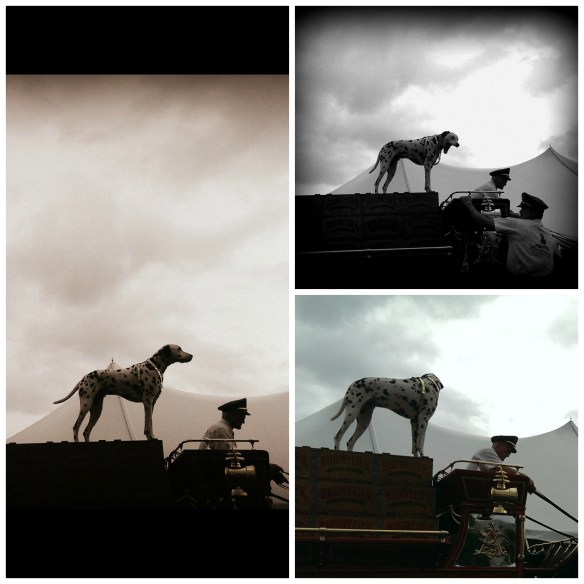 Budweiser Dalmatian Collage