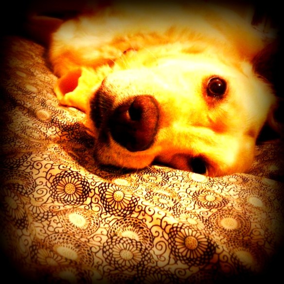 Dunc guarding his beloved, precious bone bone