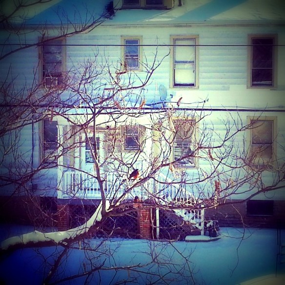 Two robins in a snowy tree