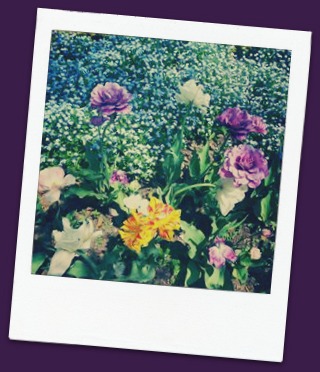 Flowers at Kingwood Center Gardens