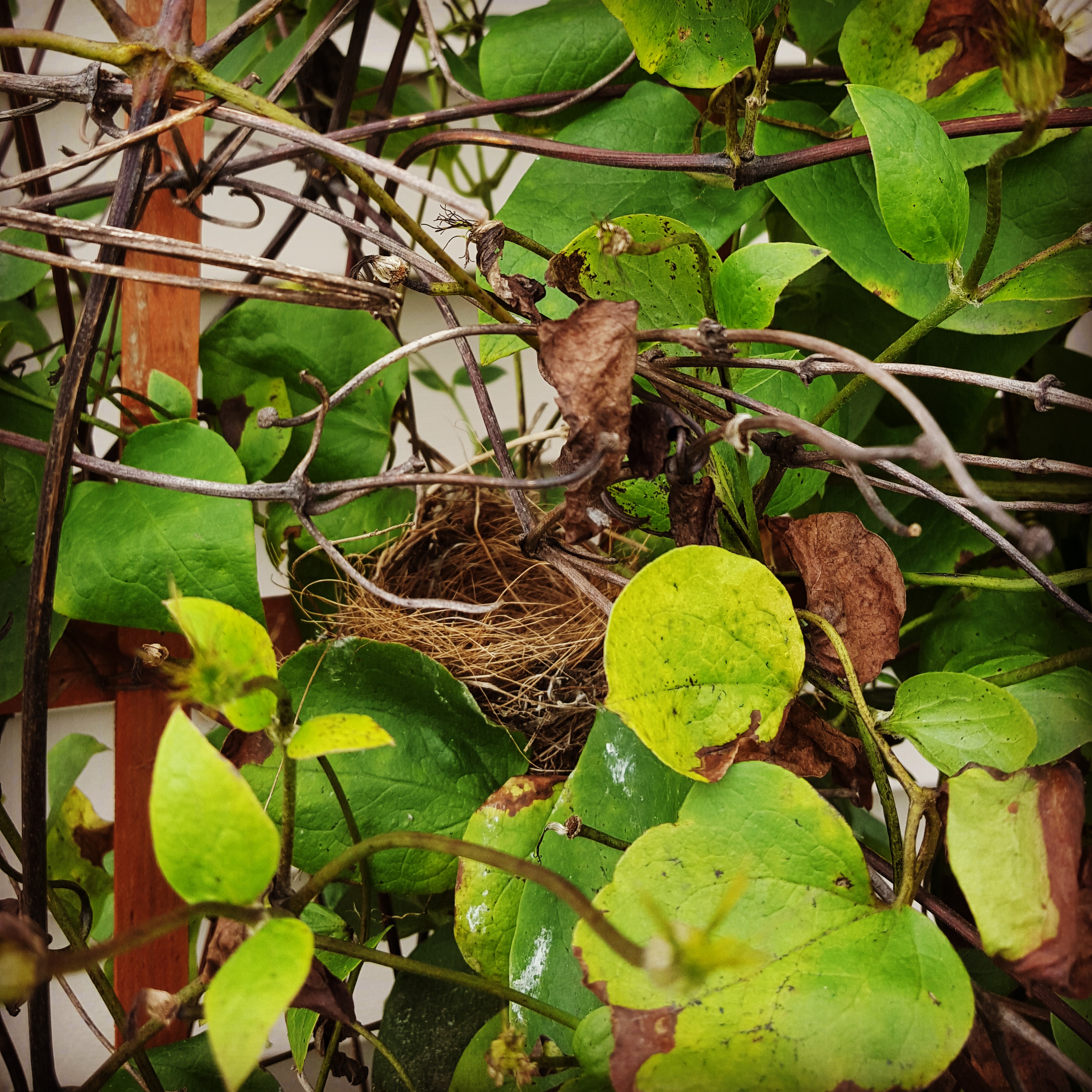 Empty Nest