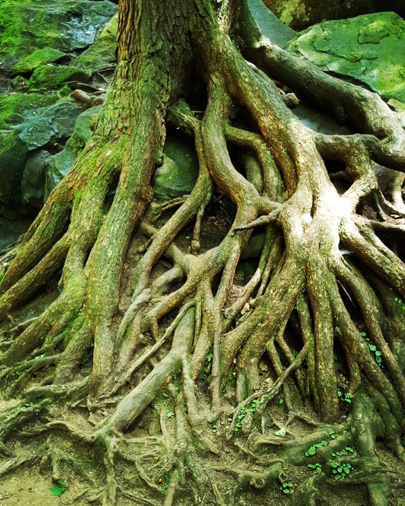 Tree Roots
